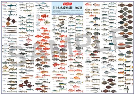 日本魚種類|魚類 